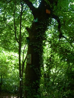 Uscita al Giocobosco